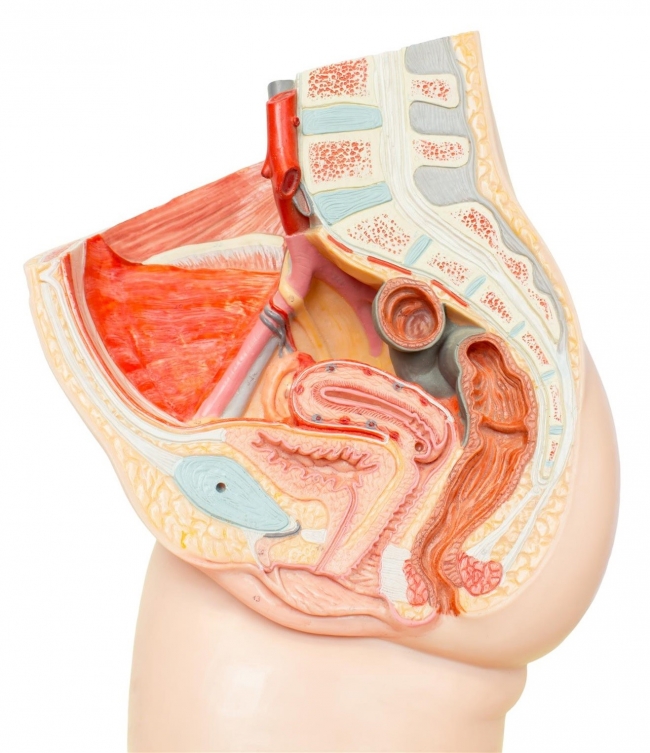 female pelvic anatomy cutaway