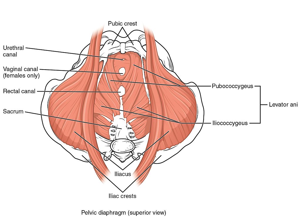 Anatomy of the Pelvic Floor