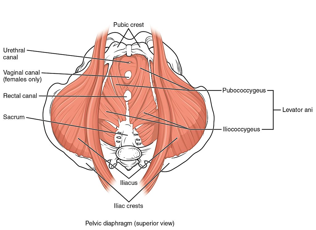 The Muscles That Control the Pelvic Floor | PeriCoach